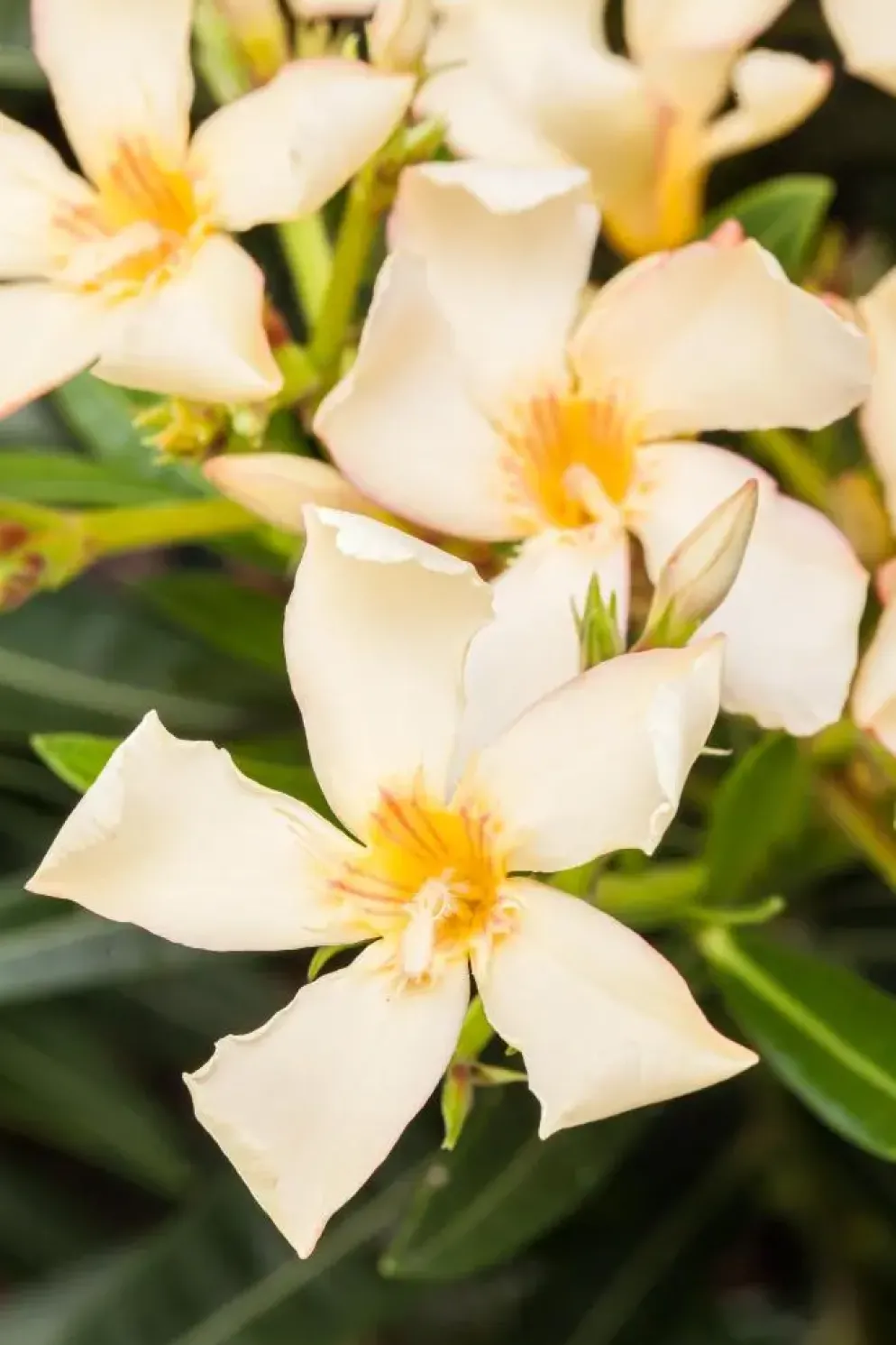 Nerium oleander (Oleander)
