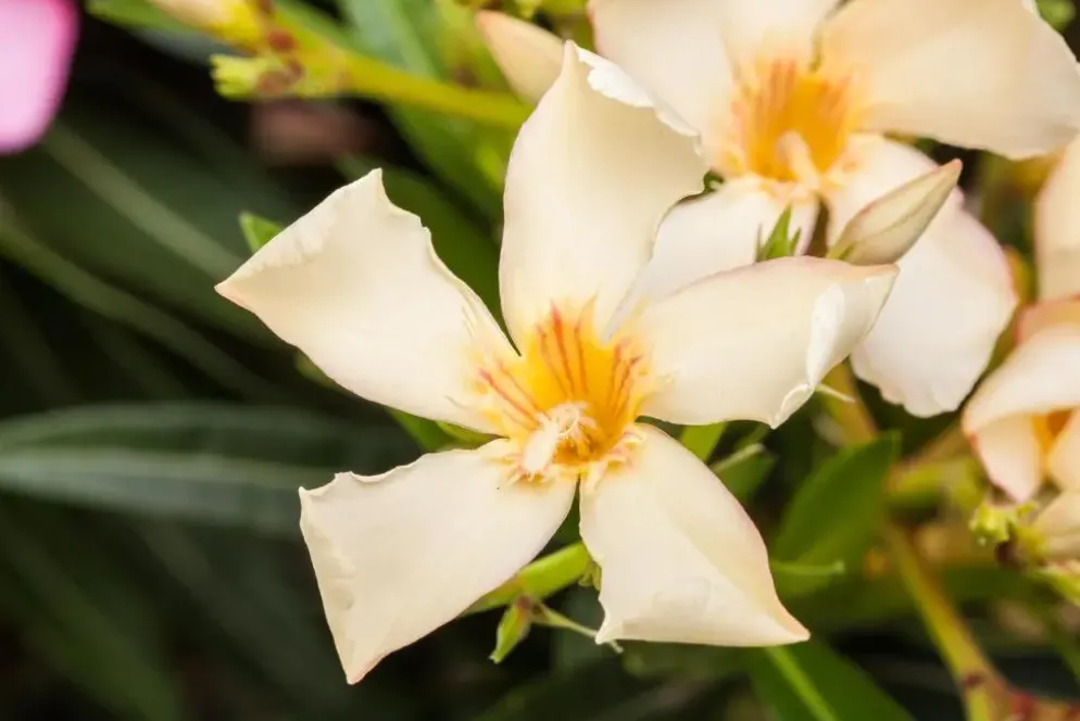 Nerium oleander (Oleander)