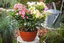 Nerium oleander (Oleander)