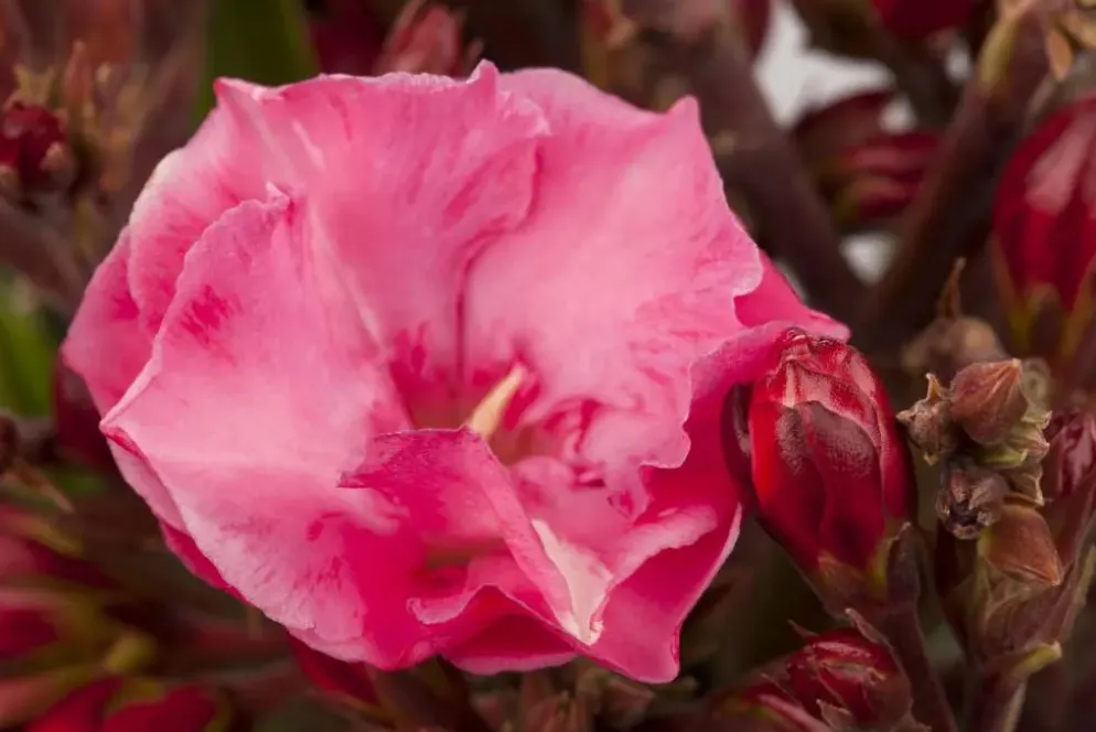 Nerium oleander (Oleander)