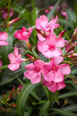 Nerium oleander (Oleander)