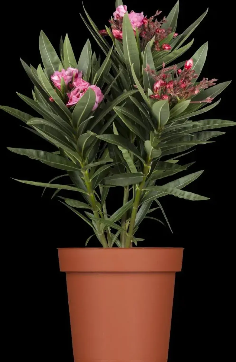 Nerium oleander (Oleander)