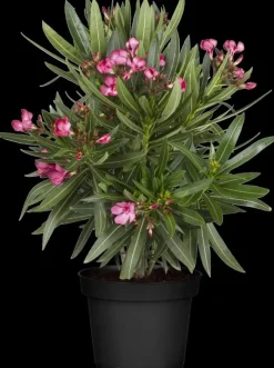 Nerium oleander (Oleander)