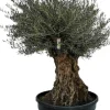 Olea europaea Bonsai (Olijf)