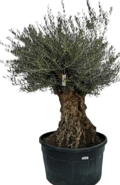 Olea europaea Bonsai (Olijf)