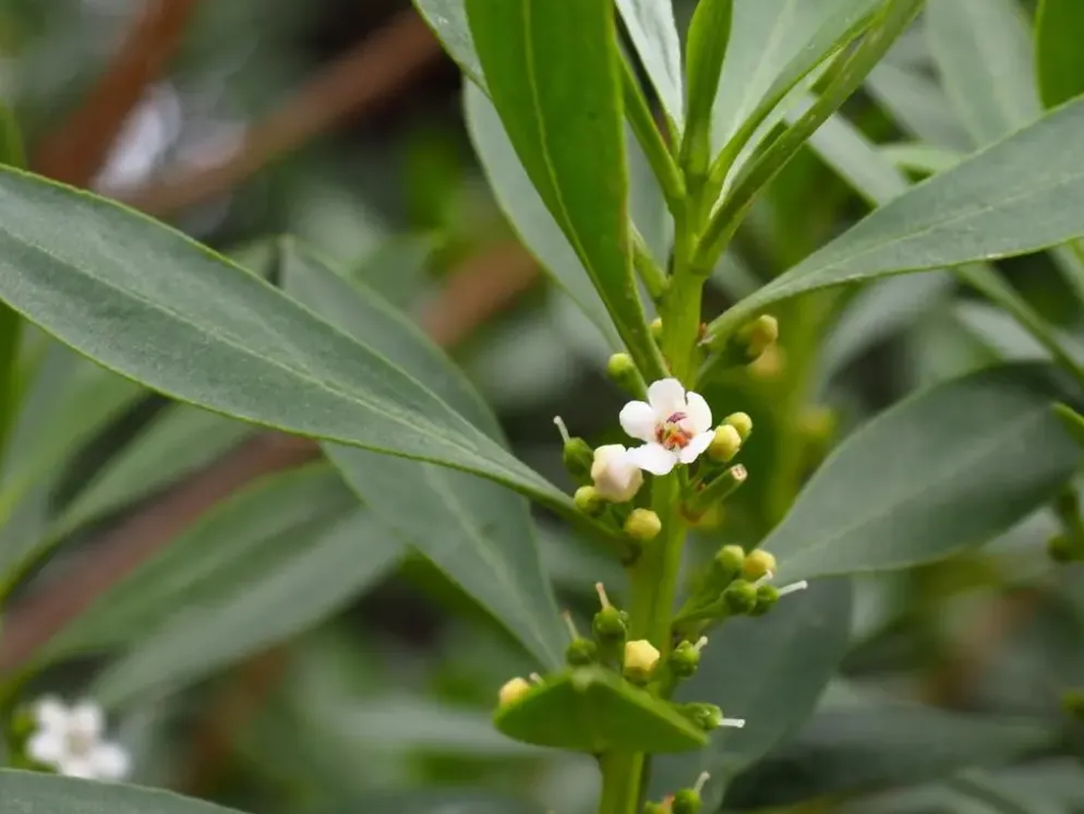 Olea europaea Bonsai (Olijf)