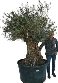 Olea europaea Bonsai (Olijf)
