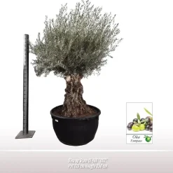 Olea europaea Bonsai (Olijf)