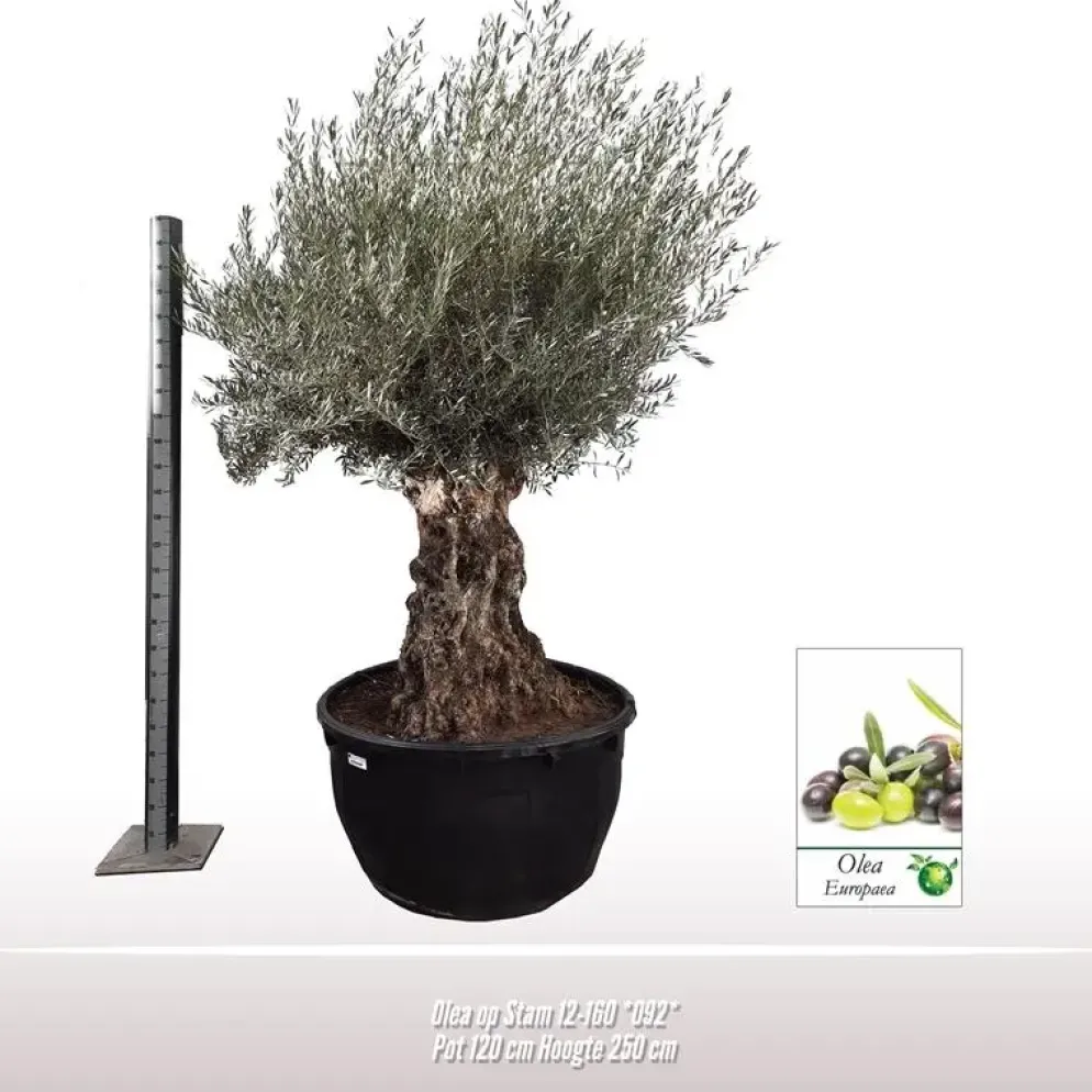 Olea europaea Bonsai (Olijf)