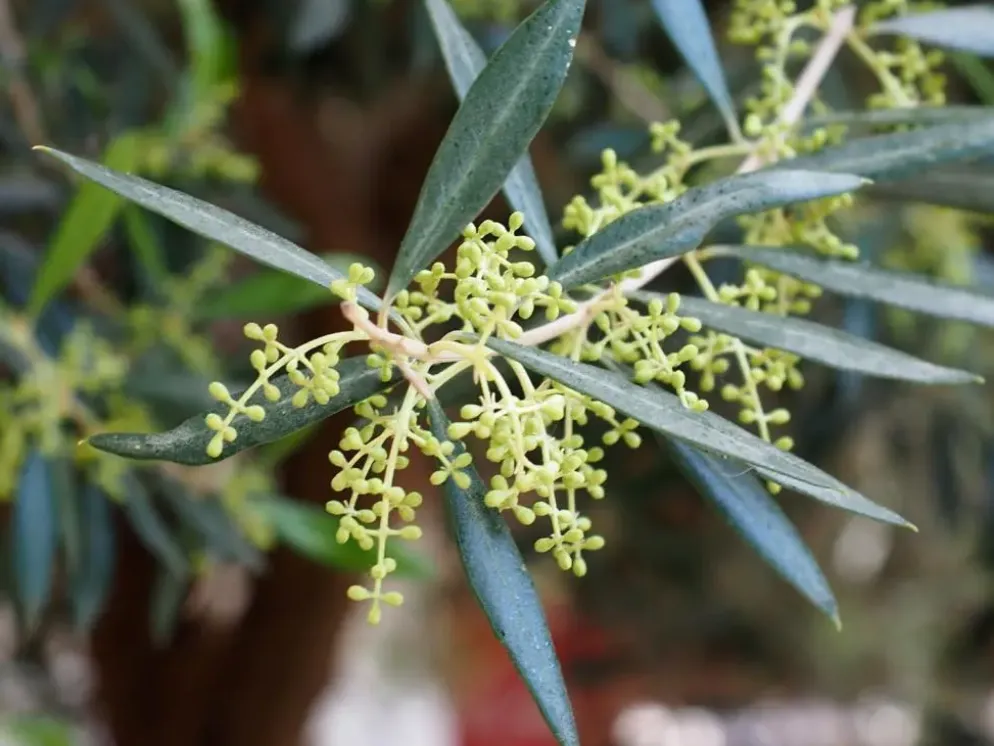 Olea europaea Bonsai (Olijf)