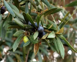 Olea Europaea Cordoba