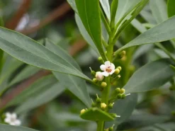 Olea Europaea Cordoba