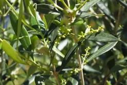 Olea Europaea Cordoba