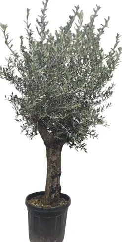 Olea Europaea oldskin p45 h240cm