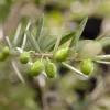 Olea europaea (Olijf)