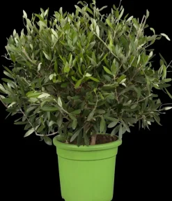 Olea europaea (Olijf)