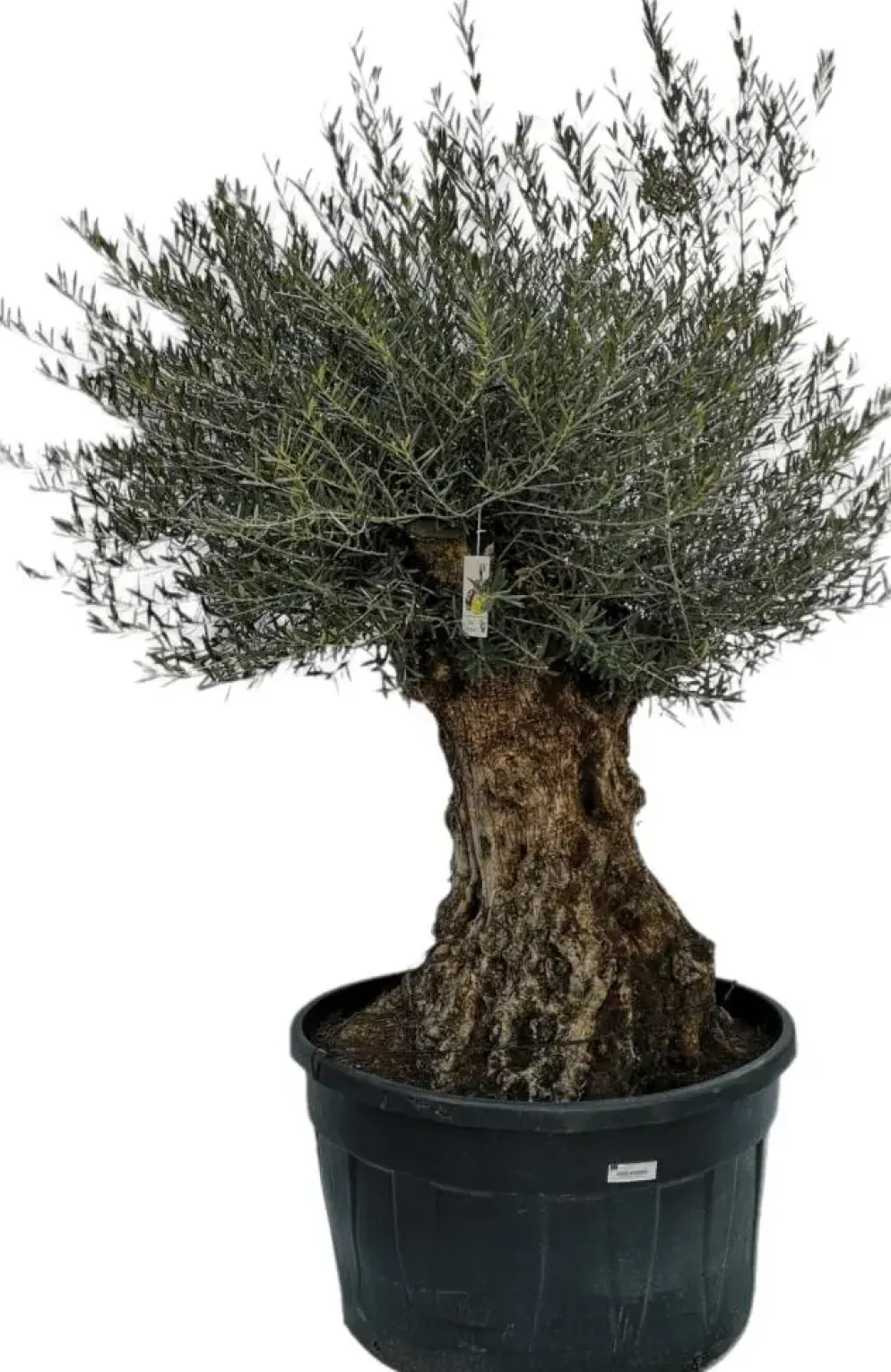 Olea europaea (Olijf)