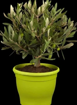 Olea europaea (Olijf)