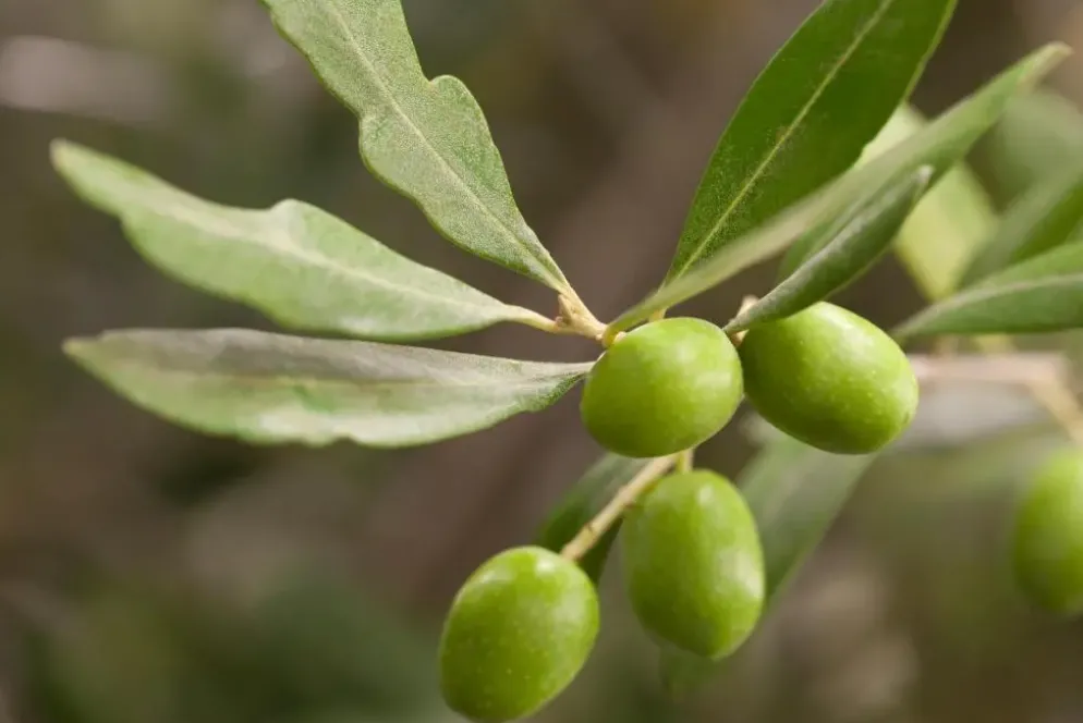 Olea europaea (Olijf)