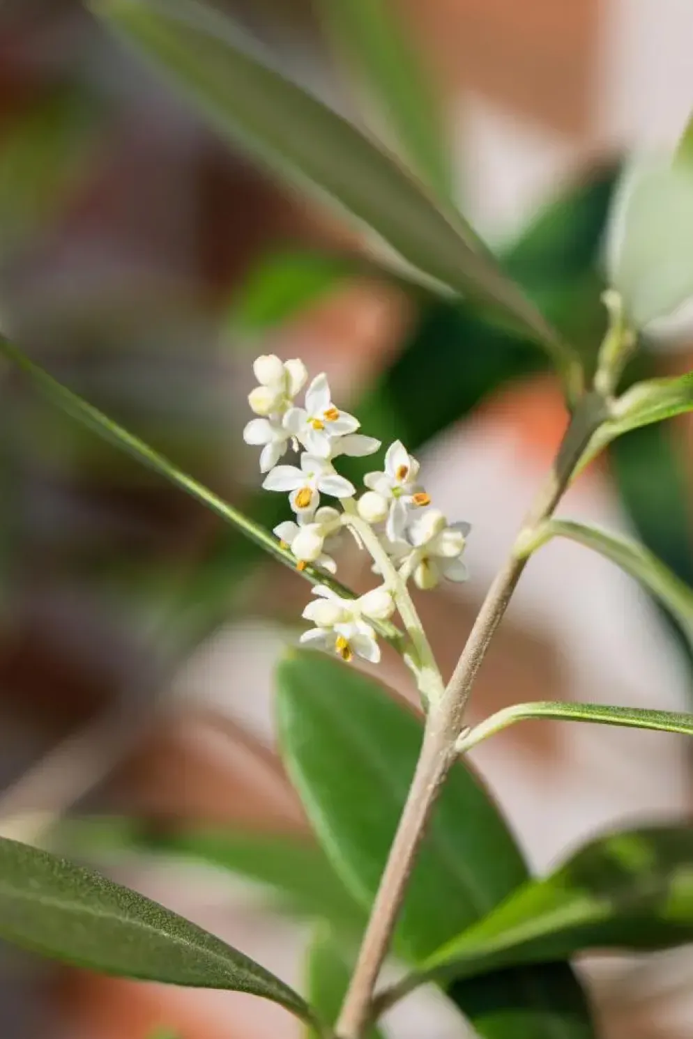 Olea europaea (Olijf)
