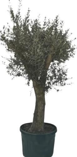 Olea europaea (Olijf)