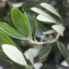 Olea europaea (Olijf)