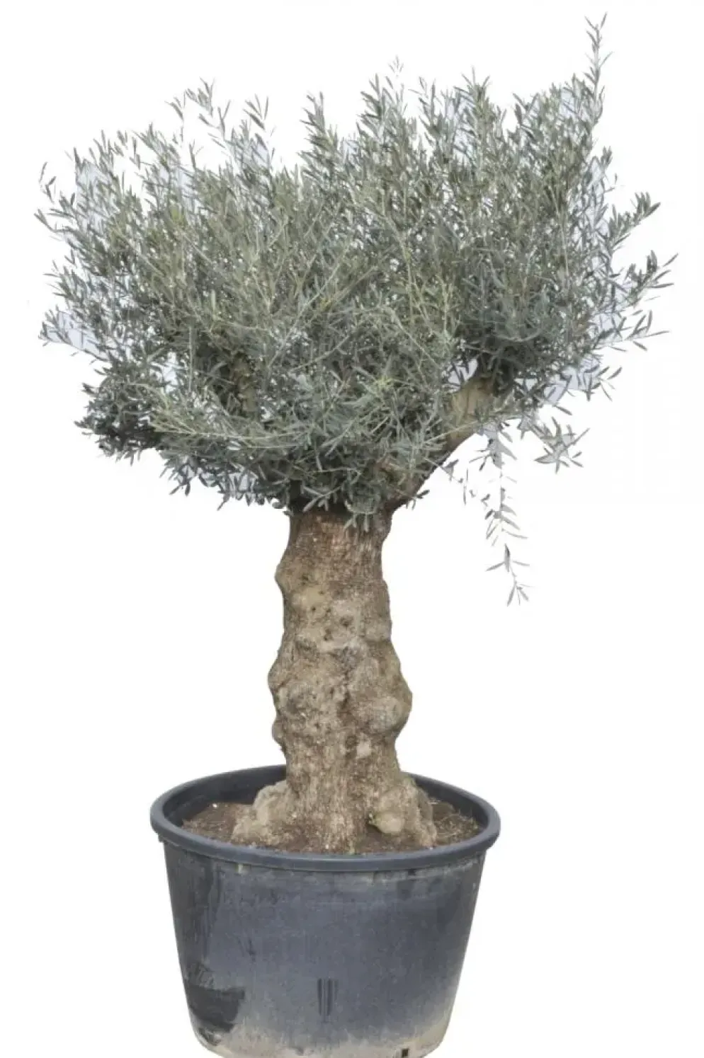 Olea europaea (Olijf)