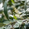 Olea europaea (Olijf)