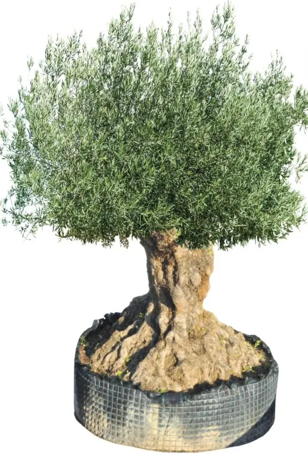 Olea europaea (Olijf)