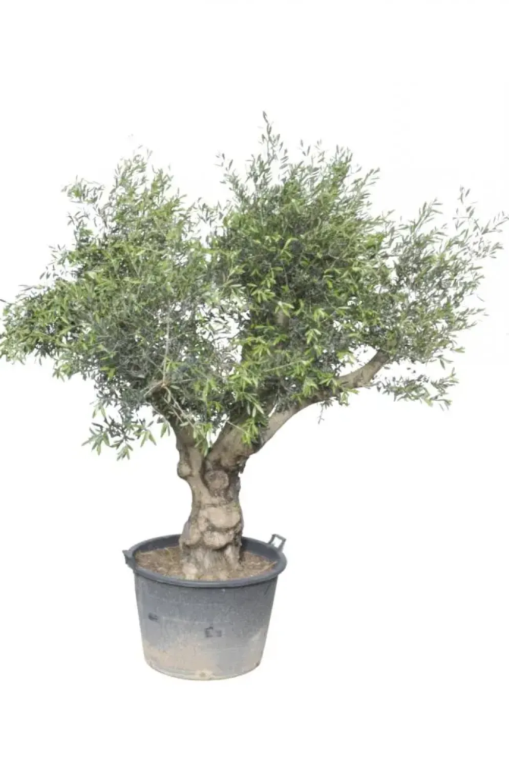 Olea europaea (Olijf)