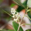 Olea europaea (Olijf)