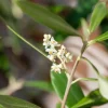 Olea europaea (Olijf)