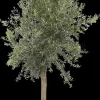 Olea europaea (Olijf)