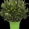 Olea europaea (Olijf)