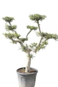 Olea europaea (Olijf)