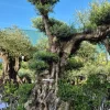 Olea europaea (Olijf)