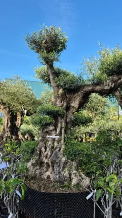 Olea europaea (Olijf)