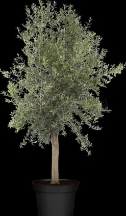 Olea europaea (Olijf)