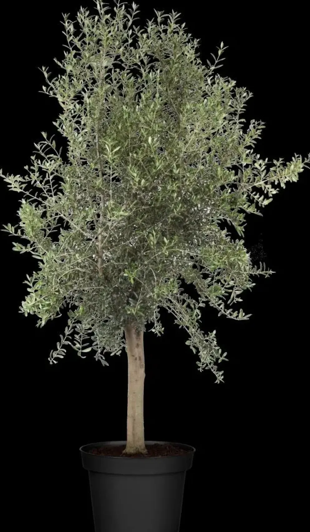 Olea europaea (Olijf)