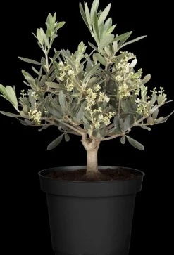 Olea europaea (Olijf)