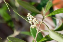 Olea europaea (Olijf)