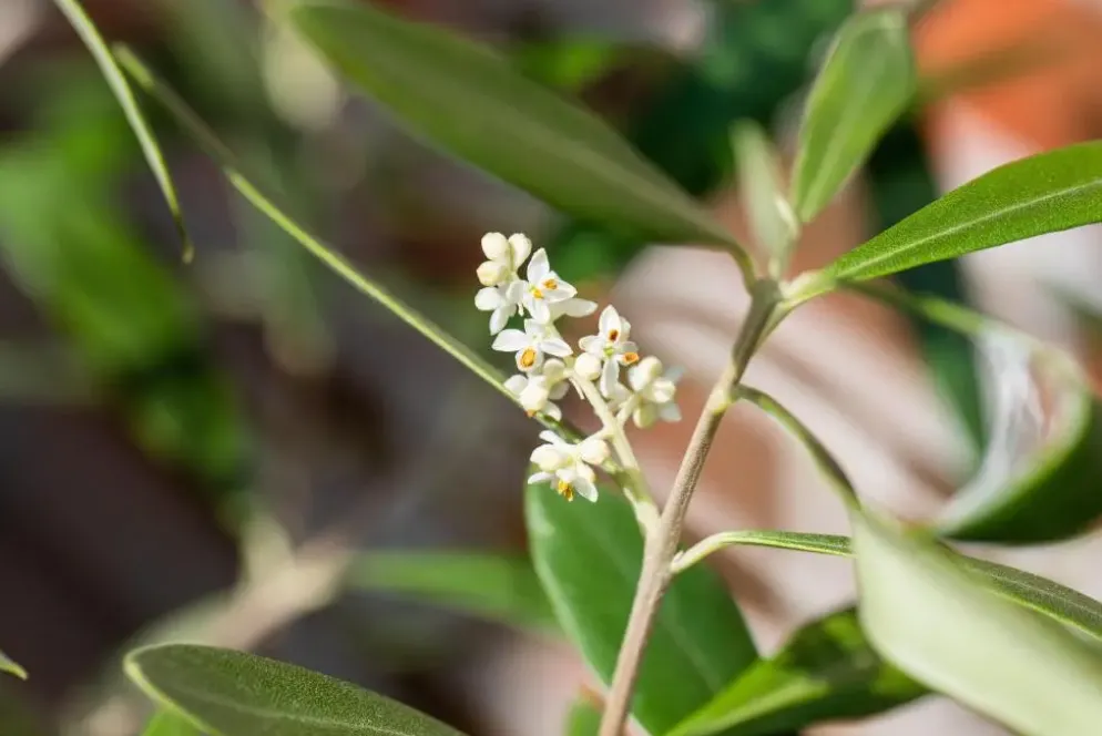 Olea europaea (Olijf)