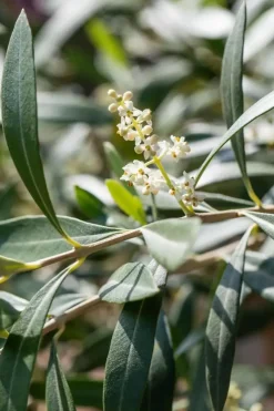 Olea europaea (Olijf)