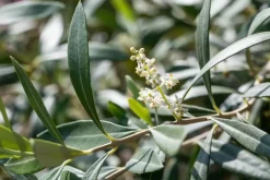Olea europaea (Olijf)