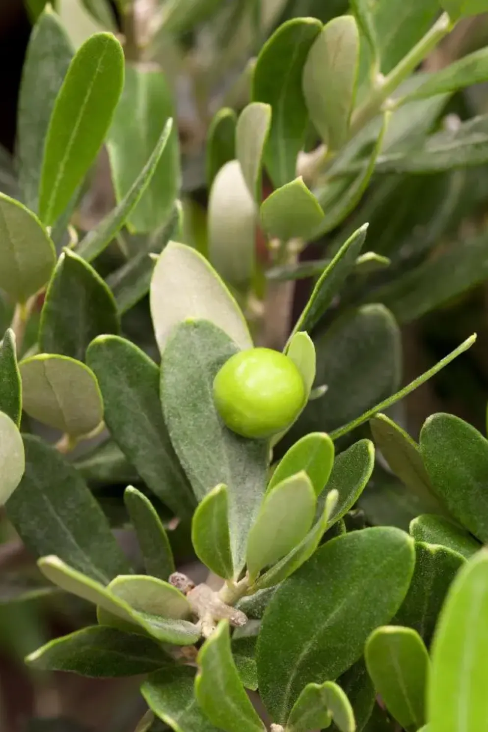 Olea europaea (Olijf)