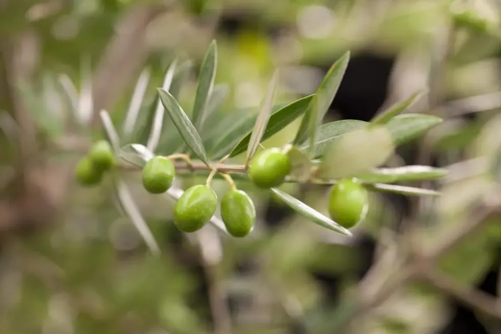 Olea europaea (Olijf)