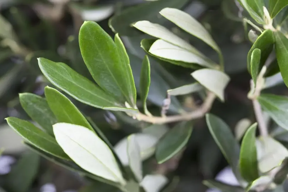 Olea europaea (Olijf)