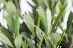 Olea europaea (Olijf)