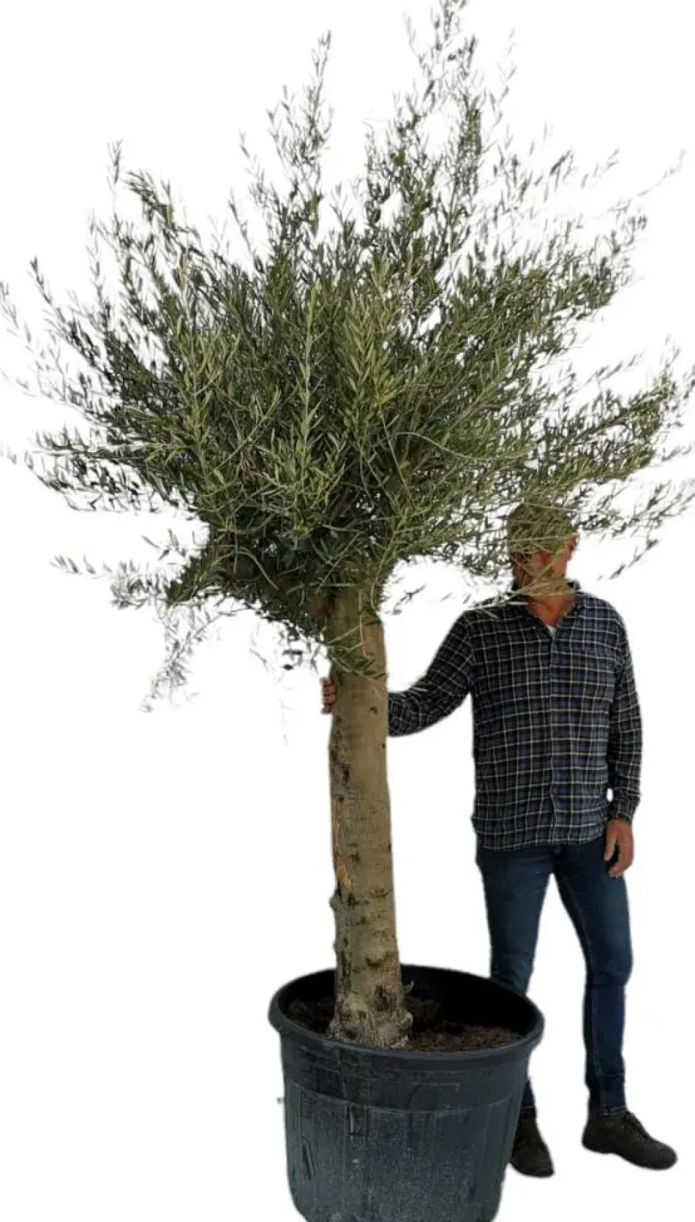 Olea europaea (Olijfboom) 260cm