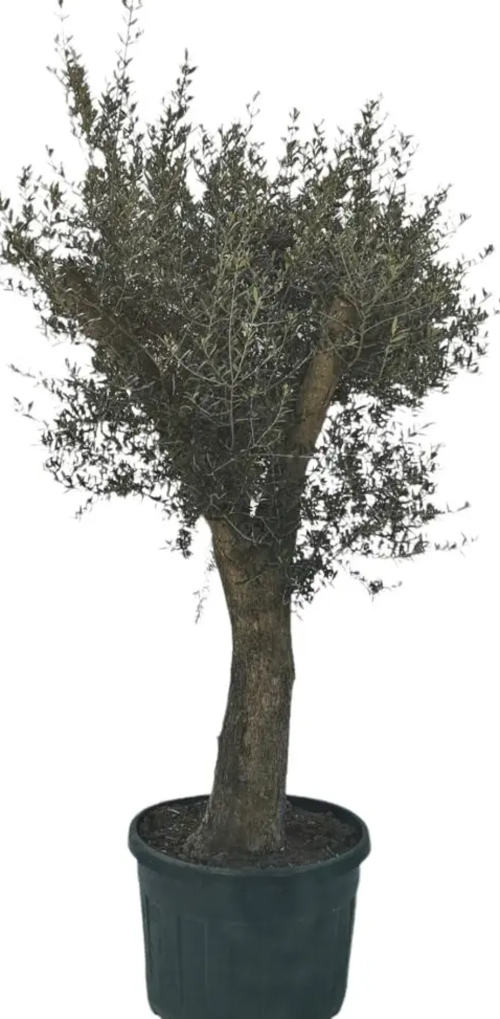 Olea europaea (Olijfboom) 180cm